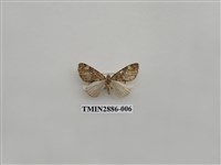 藏品(尺蛾615)的圖片